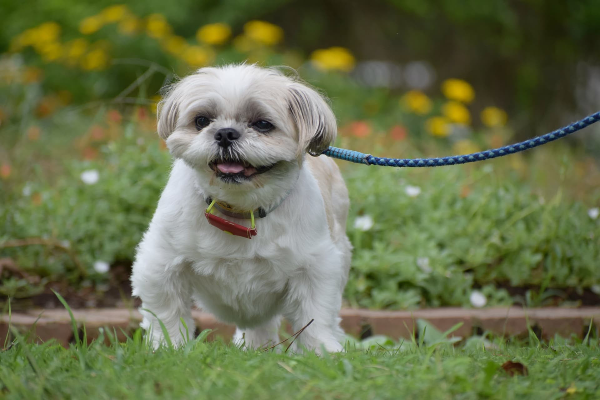 短頭種】鼻ぺちゃぶさかわ犬種を紹介します！ | ペットショップ 犬の家&猫の里 | 子犬だけでなく子猫の情報もたくさん